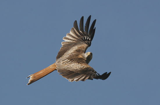 5c.  In flight